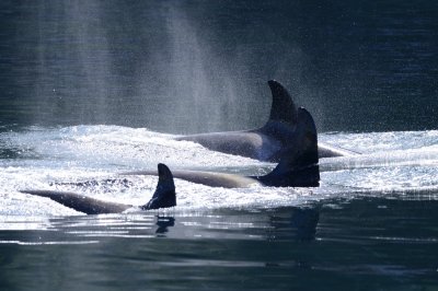 Whole family of orcas