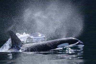 Orca whale