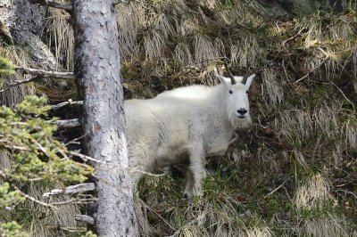 Mountain goat