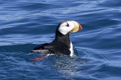 Horned Puffin