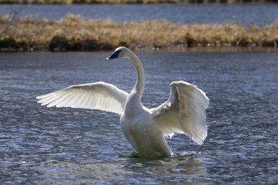 Tundra swan