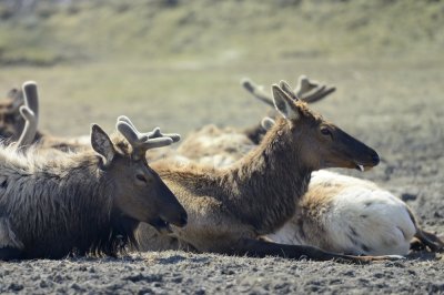 Caribou