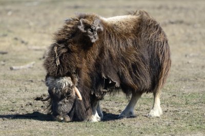 Musk ox