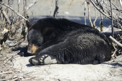 First look at a black bear