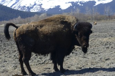 Bison
