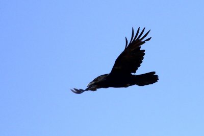 Raven