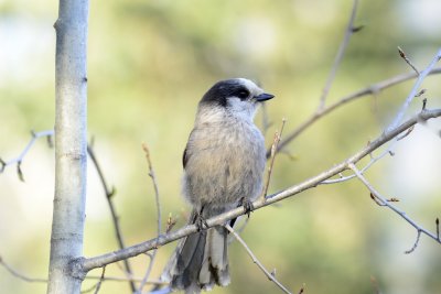 Gray jay