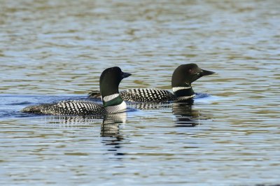Common loons