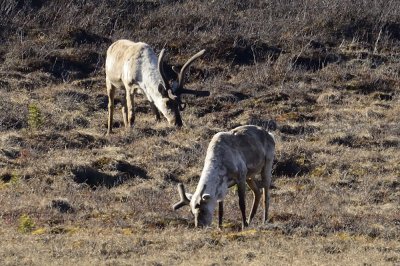 Denali caribou, up close