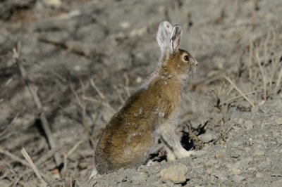Snowshoe hare