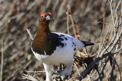 Willow Ptarmigan