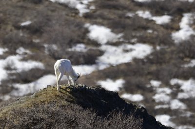 Dall sheep