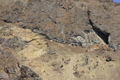 Typical distance to the animals on our Denali tour