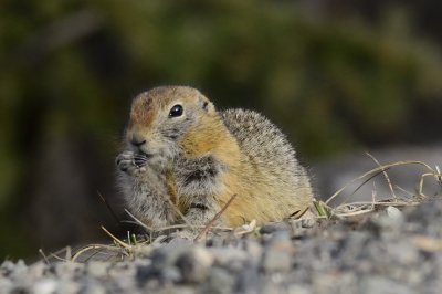 Arctic ground squirrel
