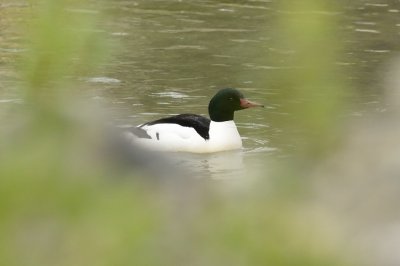 Common Merganser
