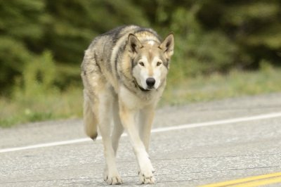 Looks like a wolf....