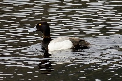Greater Scaup
