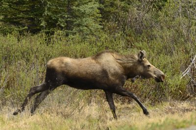 Spooked Moose