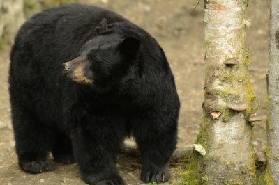 Black bear