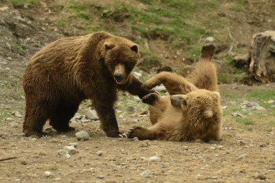 Grizzlies interacting