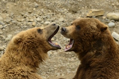 Grizzlies