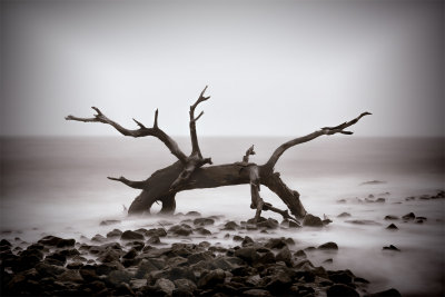 Driftwood Beach