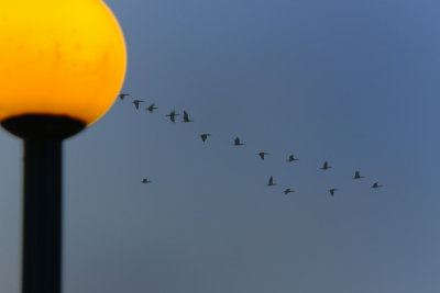 Geese