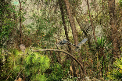 Arguing over roosting spots