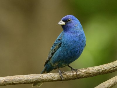 Indigo Bunting