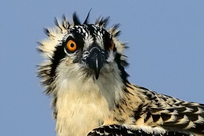 Osprey chick