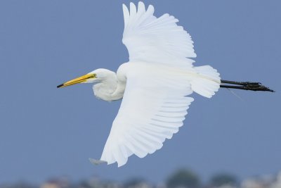G egret6035.jpg