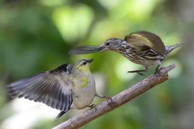 Flying Finches