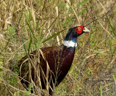 Ringed-necked Pheasant