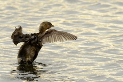 Pied-billed Grebe