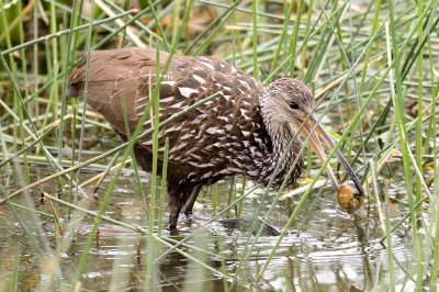 Limpkin