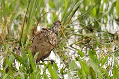 Limpkin