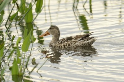 Northern Shoveler