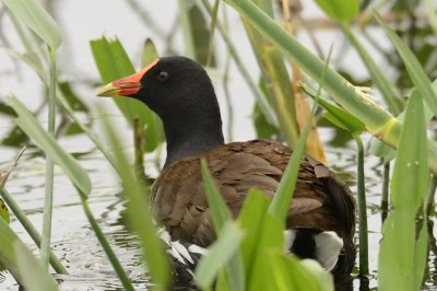 Common Gallinule