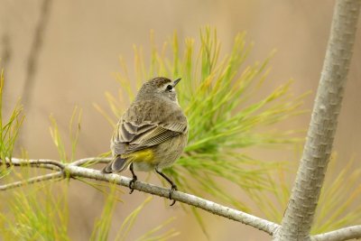 Palm Warbler