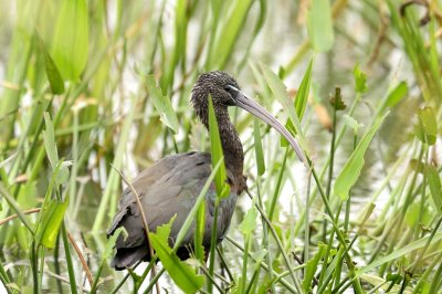 Glossy Ibis