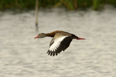 Black-bellied Whistling Duck