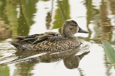 Green-winged Teal