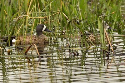 Blue-winged Teal