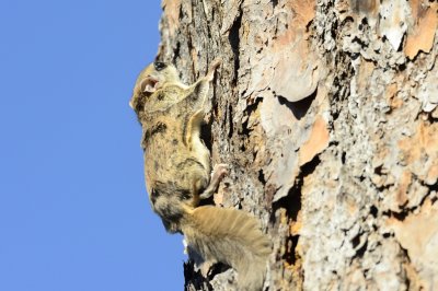 Southern Flying squirrel