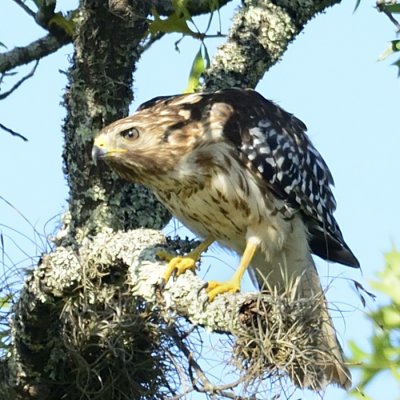 Red-shouldered Hawk (juv)