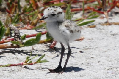 Snowy Plovers