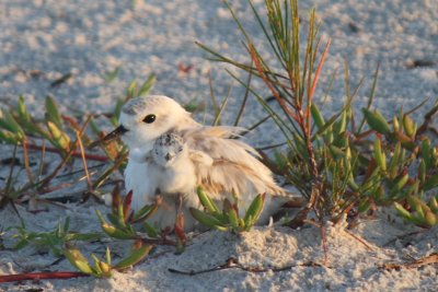 Snowy Plovers