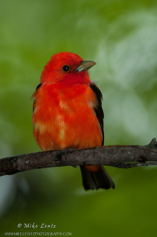 Scarlet Tanager 