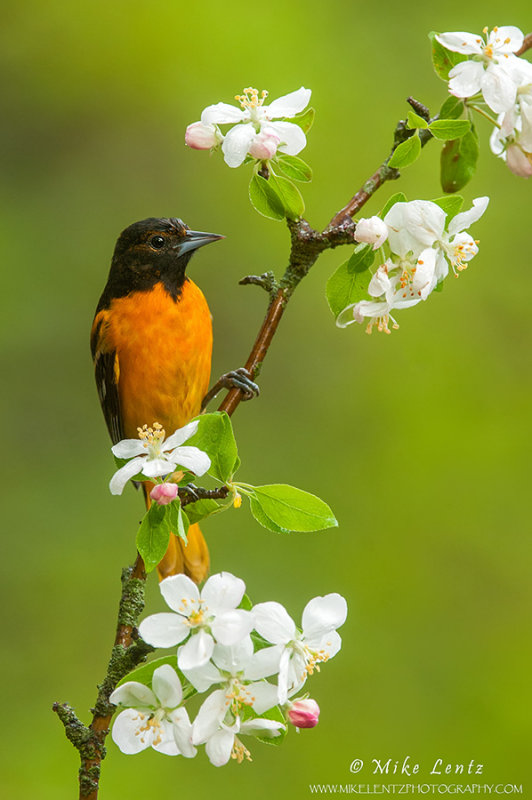 Baltimore Oriole on cherry blossum