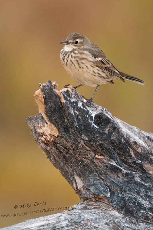 American Pipit